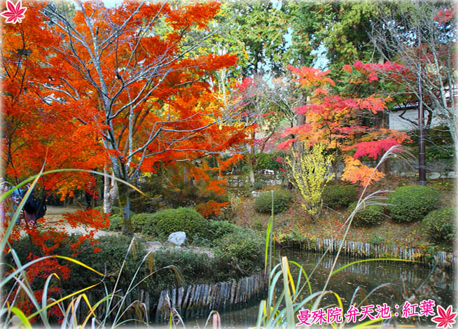 曼殊院門跡 紅葉