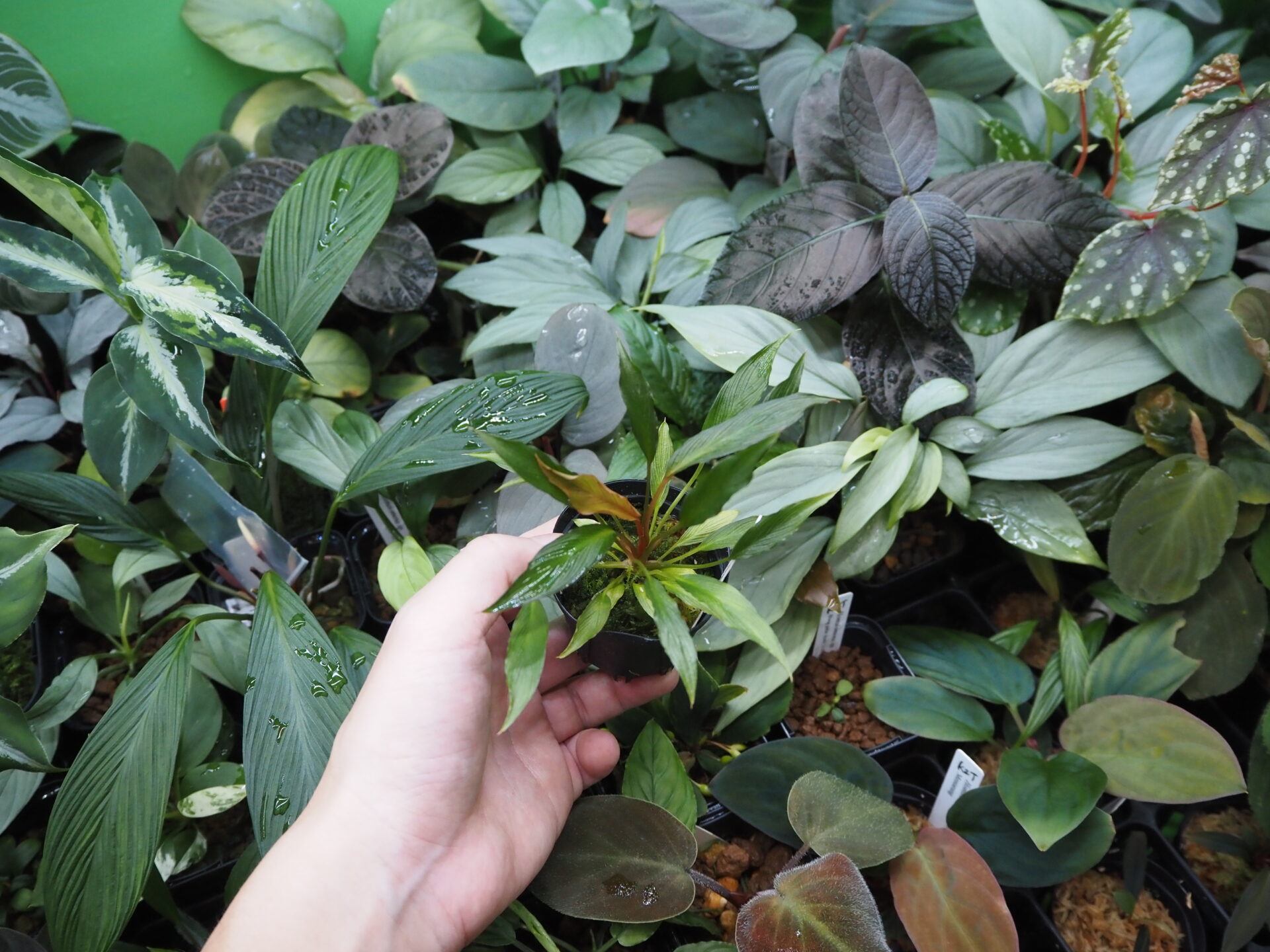Rooted ! Homalomena sp. West Papua Rec147 F1 - KZT PLANTS STORE