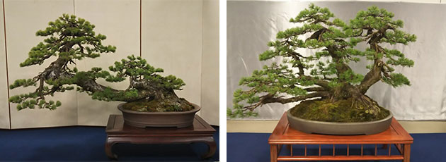 日本三大盆栽：福島吾妻五葉松の展示会へ行って来ました | 土屋ホーム