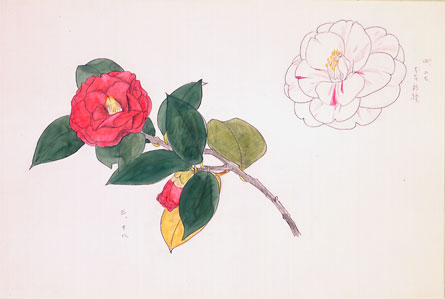 山口蓬春 素描 椿 no.121