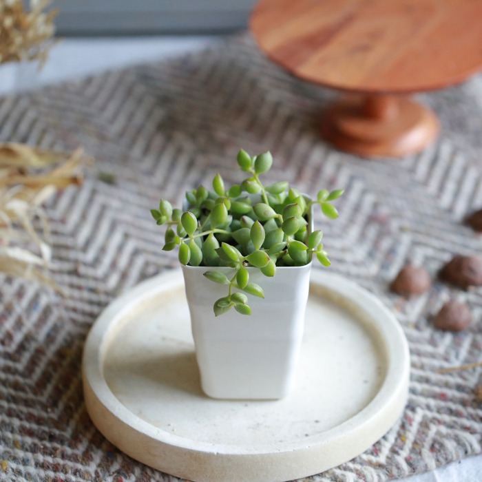 自分で植える】多肉植物のにょきっちの森セット（東京発送