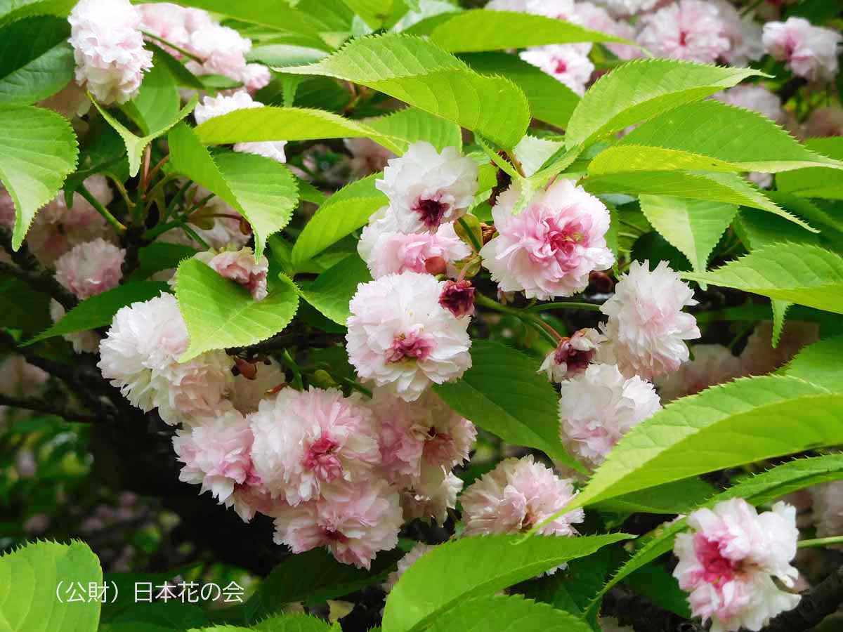 兼六園菊桜 | 桜図鑑｜公益財団法人日本花の会