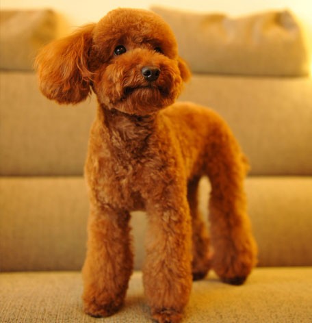 Toy Poodle Chocolate Brown Leather Dog Keychain
