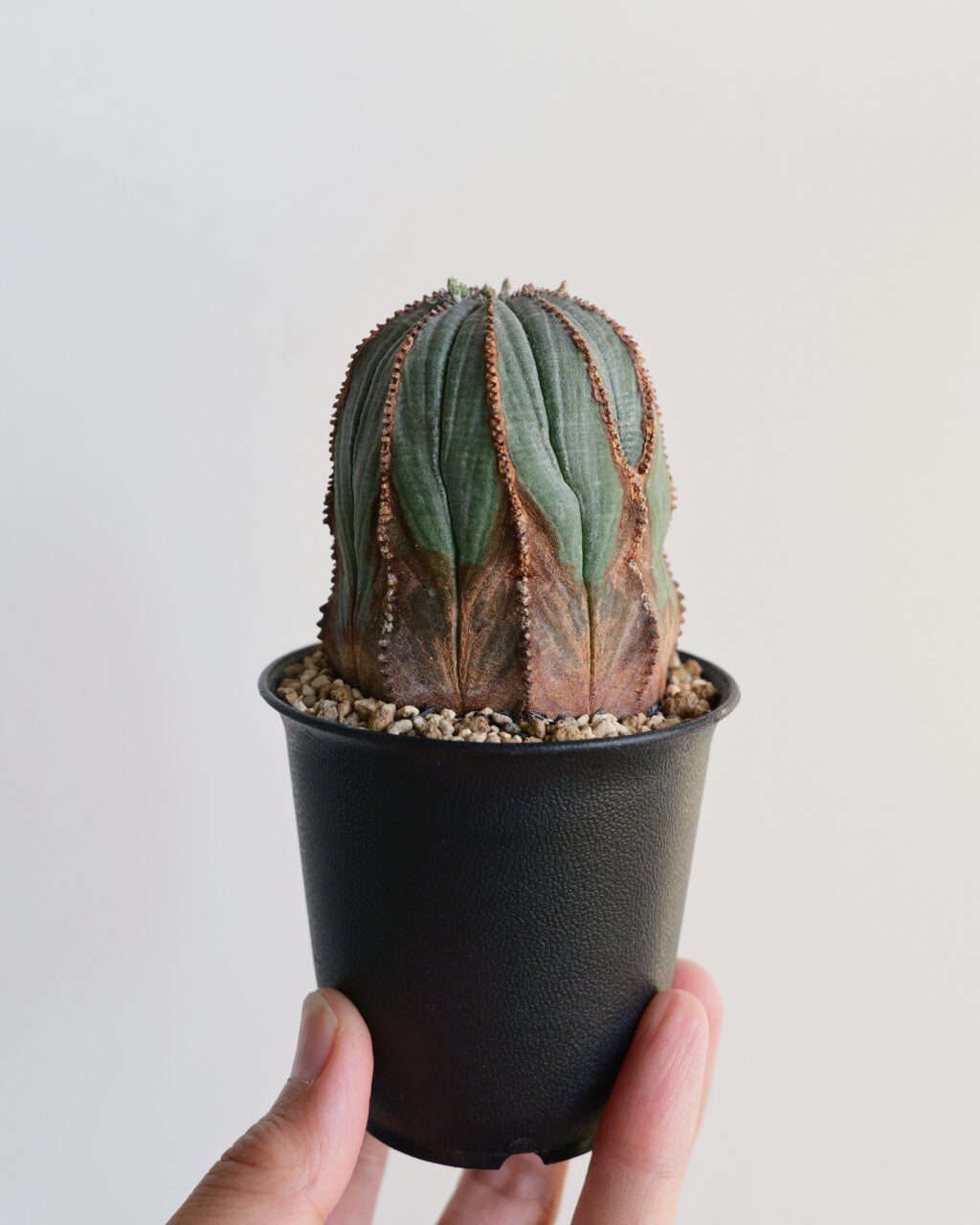 オールド】ユーフォルビア・オベサ Euphorbia obesa – HANS 多肉植物と