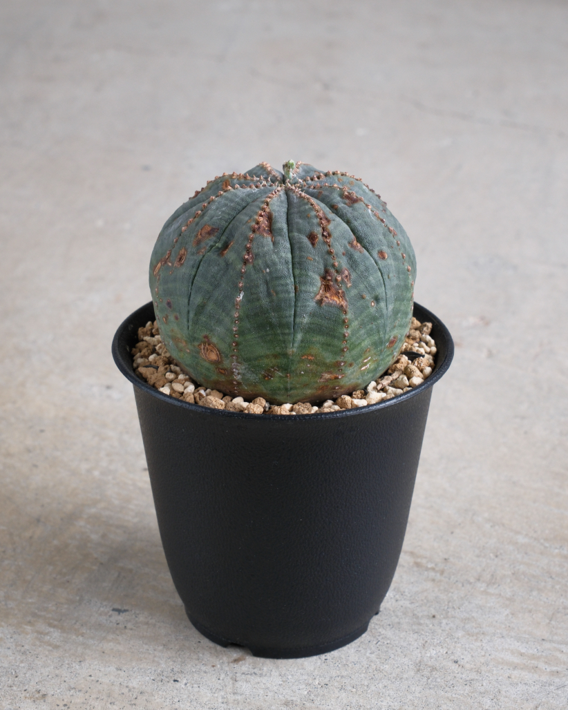 オールド】ユーフォルビア・オベサ Euphorbia obesa – HANS 多肉植物と
