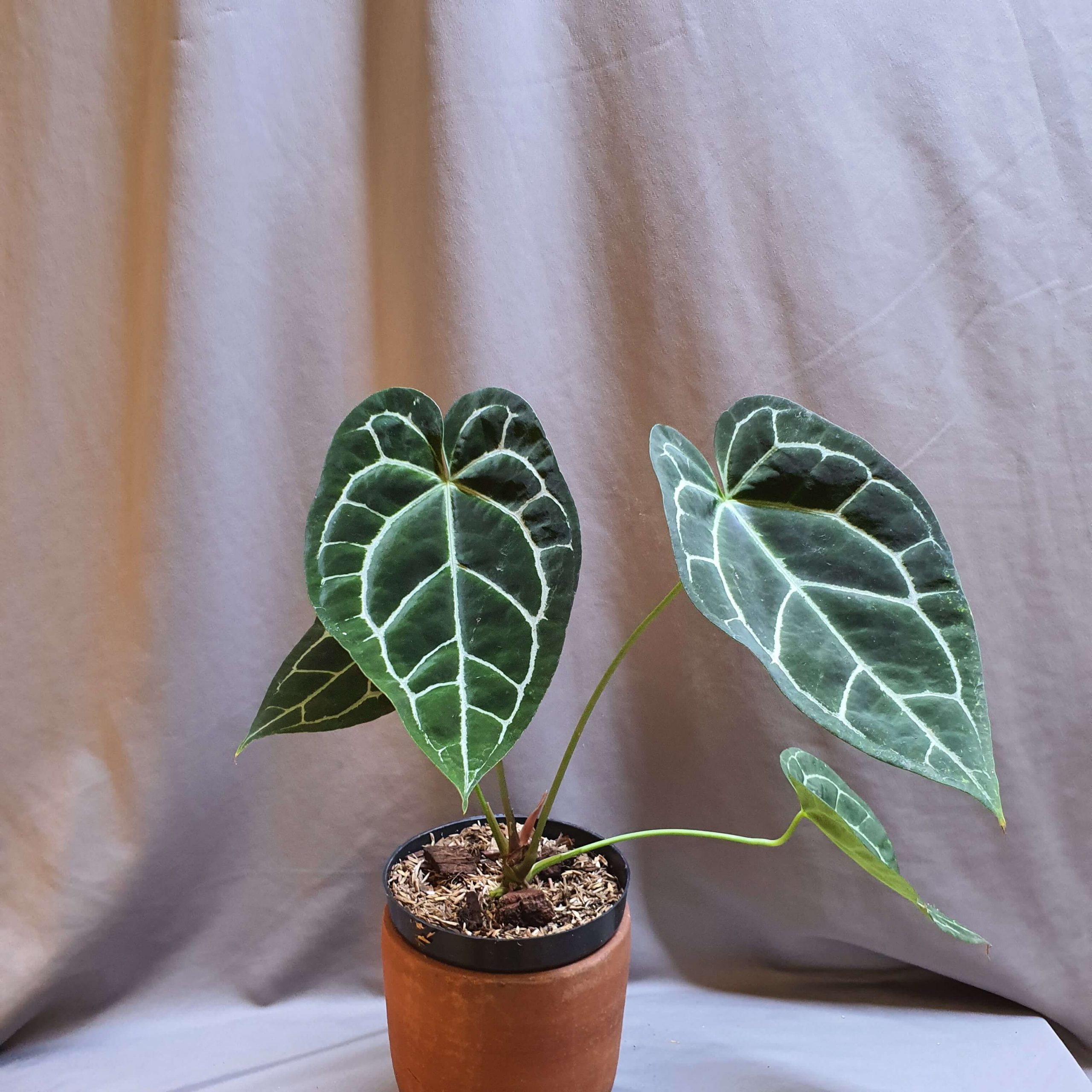 Anthurium crystalinum original | Happy Plant Nursery