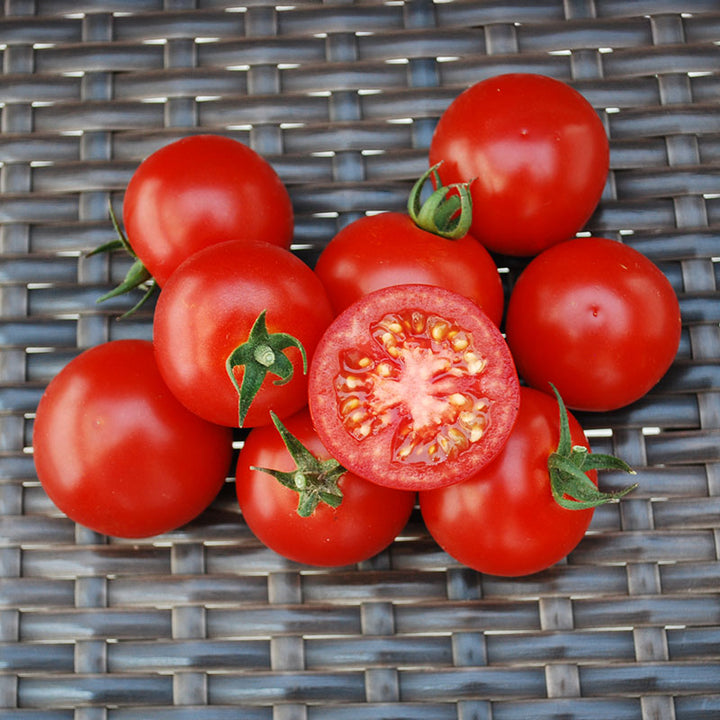 とまとです Tomato Scarlet Red F1 Seed – Harris Seeds