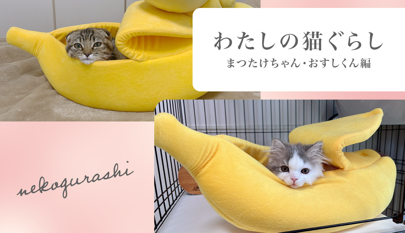 わたしの猫ぐらし「まつたけちゃん・おすしくん」後編 | ハグわん
