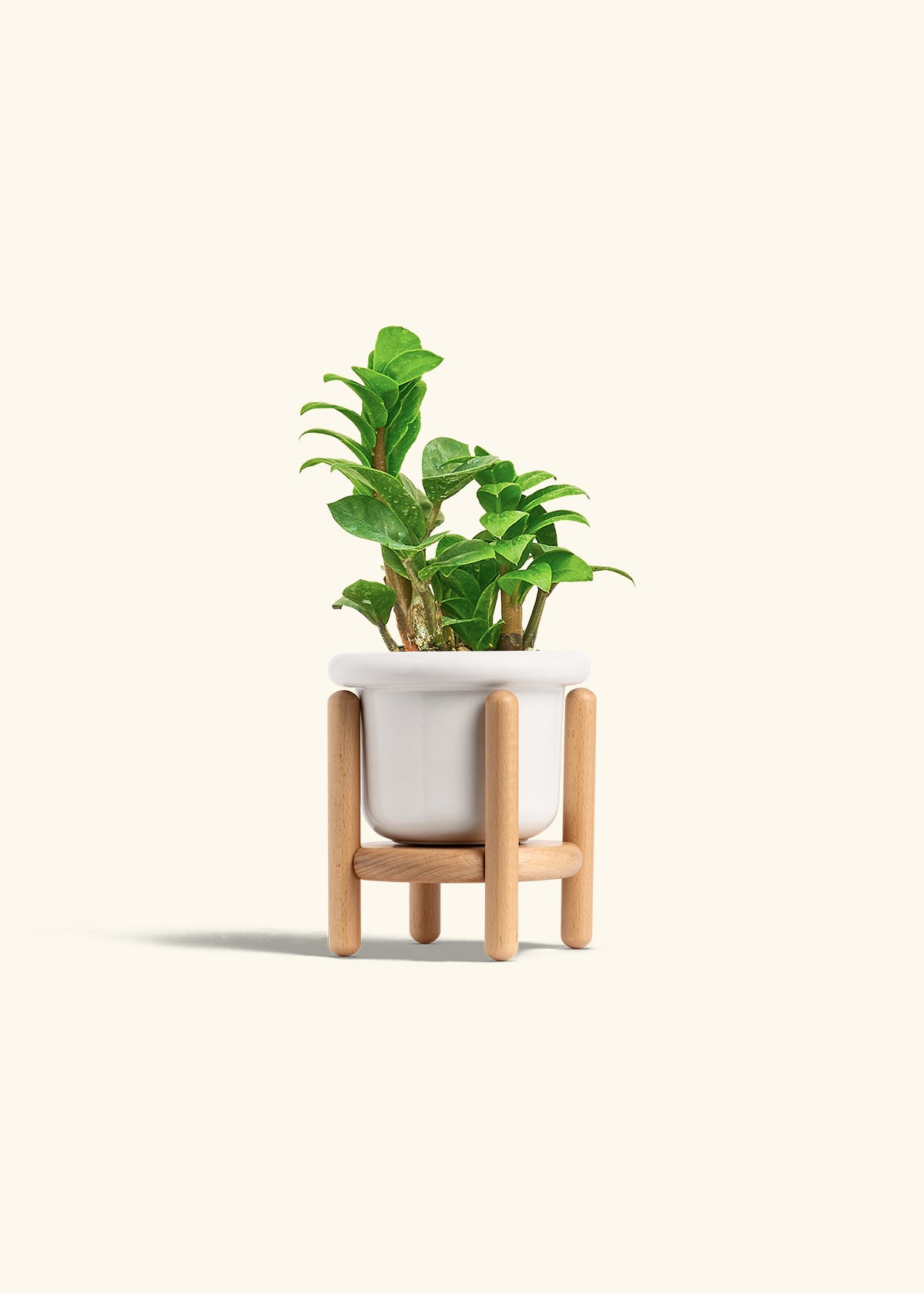 ZZ Plant 'Zenzi' – Hey Rooted