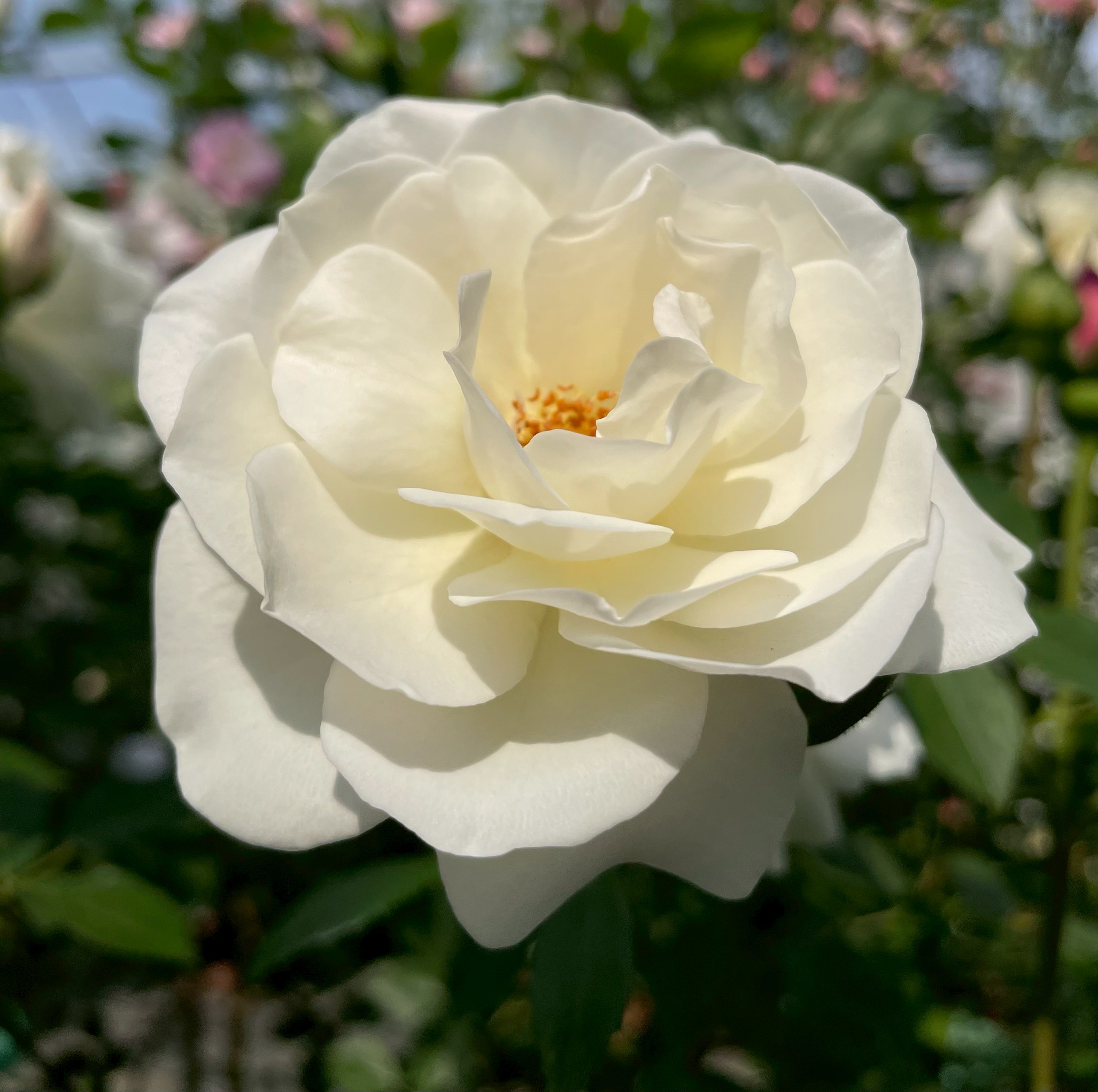 四季咲きバラ大苗 アイスバーグ Herb&Rose バラ苗販売 商品詳細 Herb＆Rose