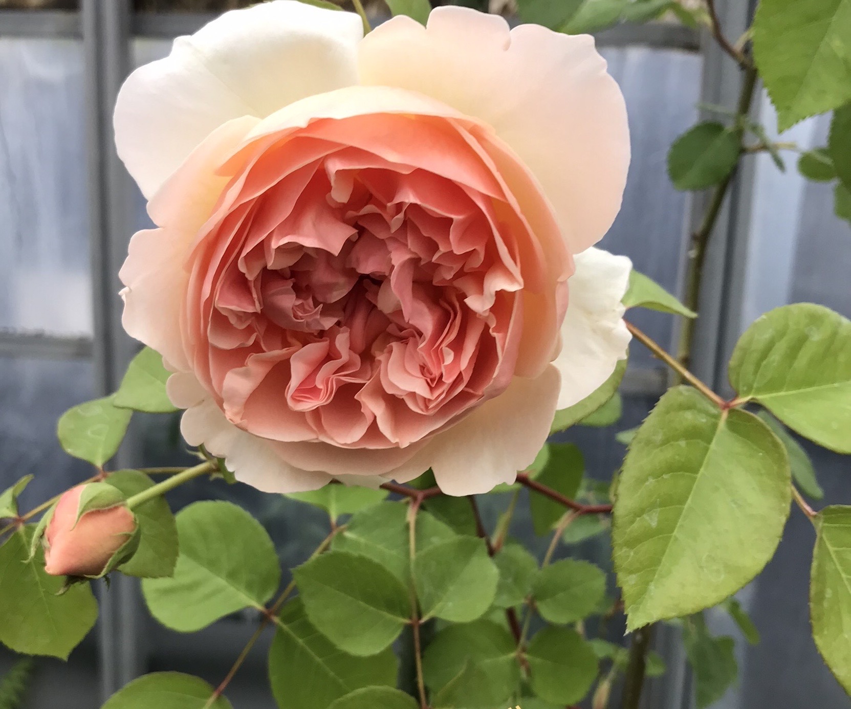 廃盤イングリッシュローズ大苗 エヴリン エブリン Herb&Rose バラ苗
