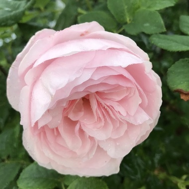 廃盤イングリッシュローズ大苗 ヘリテージ Herb&Rose バラ苗販売 商品