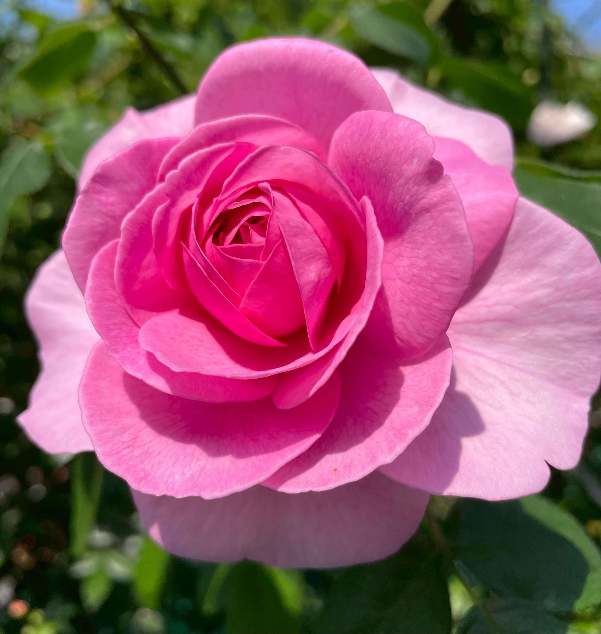 廃盤イングリッシュローズ大苗 LDブレスウェイト Herb&Rose バラ苗