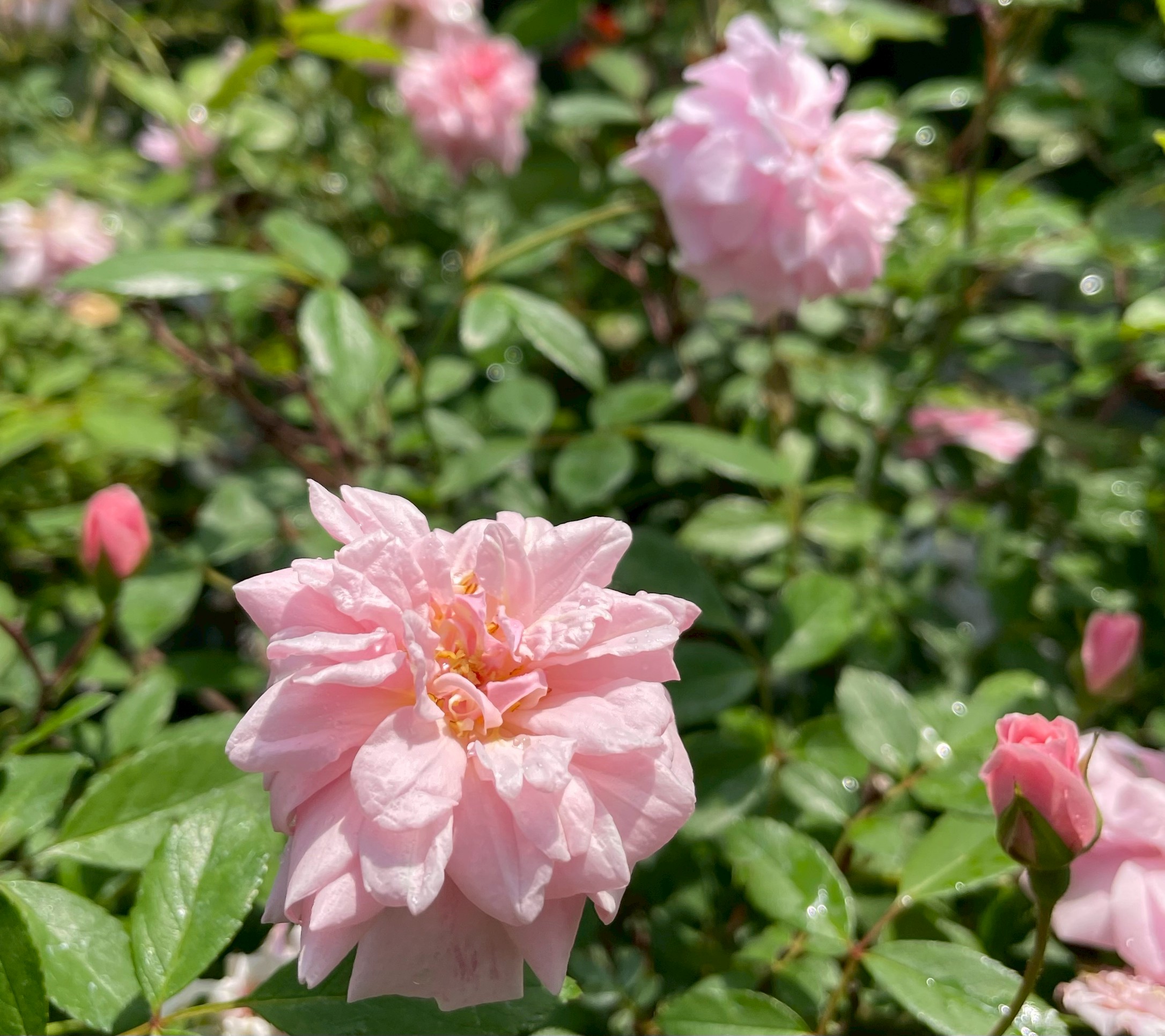 廃盤イングリッシュローズ大苗 ラジオタイムズ Herb&Rose バラ苗販売