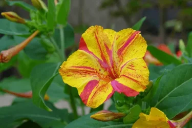 暑さに強くカラフルなおしろい花。丁寧に育てて花を長く楽しもう