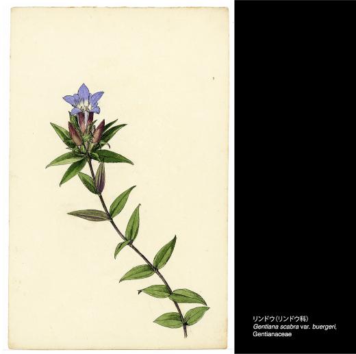 特別公開『東大植物学と植物画――牧野富太郎と山田壽雄vol.2