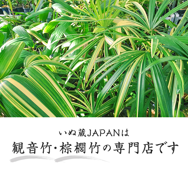 大阪府河内長野市のいぬ蔵JAPAN｜観音竹・棕櫚竹ならお任せください
