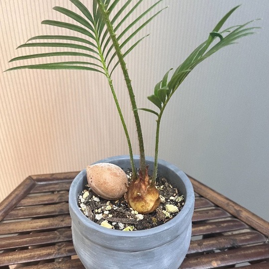ソテツ / 蘇鉄 イナガーデン｜空間を彩る観葉植物や草花をご提供