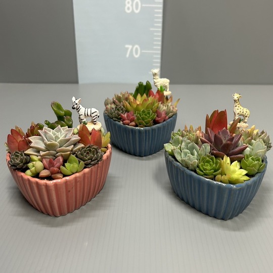 多肉植物の寄せ植え ハート型 イナガーデン｜空間を彩る観葉植物や草花