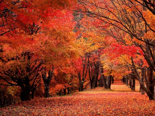 紅葉 | 長野伊那谷観光局