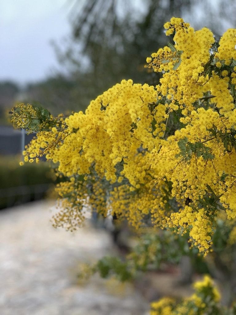 ミモザの花が満開です＾＾