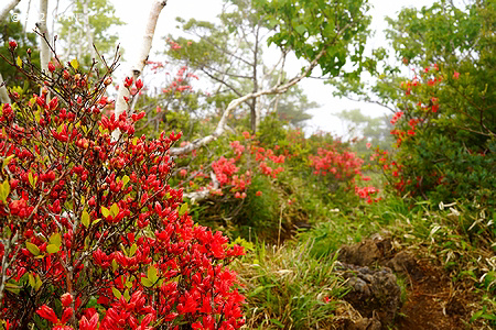 ヤマツツジ（山躑躅、ツツジ科）--- Rhododendron kaempferi --- 四季