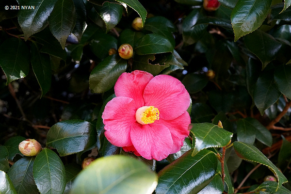 ヤブツバキ（藪椿、ツバキ科）--- Camellia japonica --- 四季の山野草
