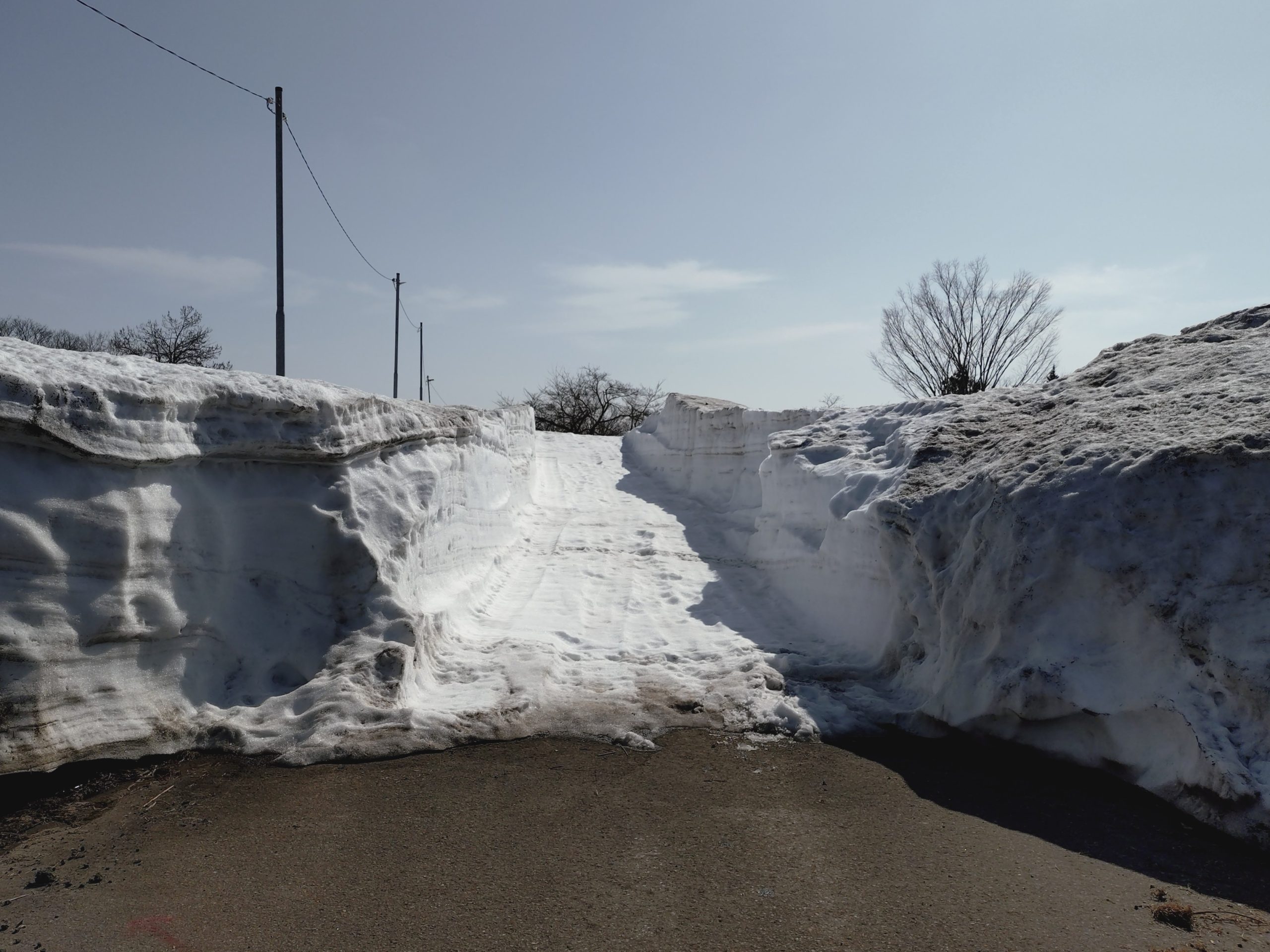 2025年の雪上桜 最新情報 | 魚沼市観光協会