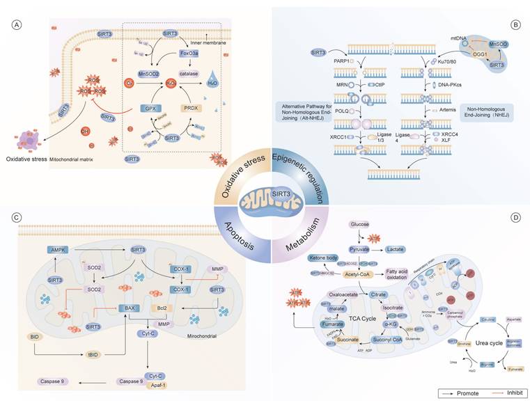 Roles of SIRT3 in aging and aging-related diseases