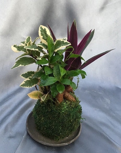 苔玉 観葉3種の寄せ植え 常滑焼皿付き: あいちゴコロ|【JAタウン