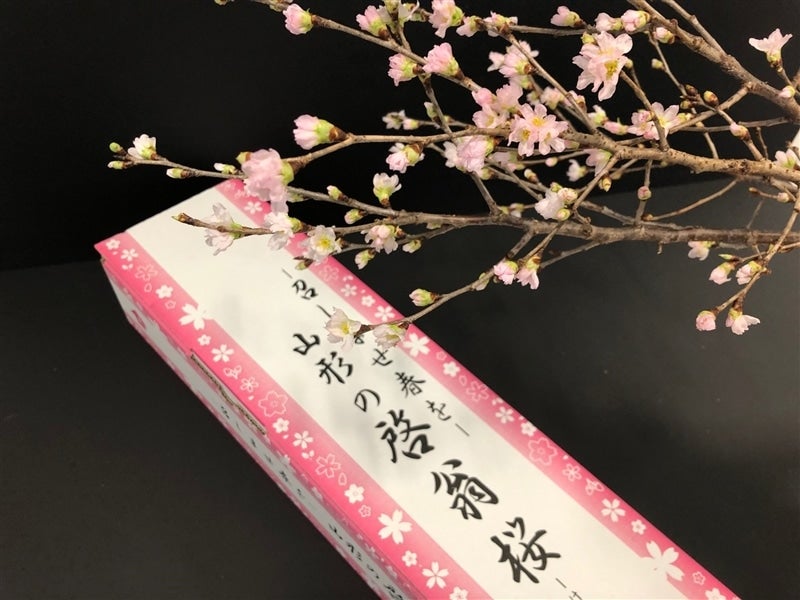 召しませ春を～ 山形の啓翁桜(80cm×10本) 化粧箱: 小さな
