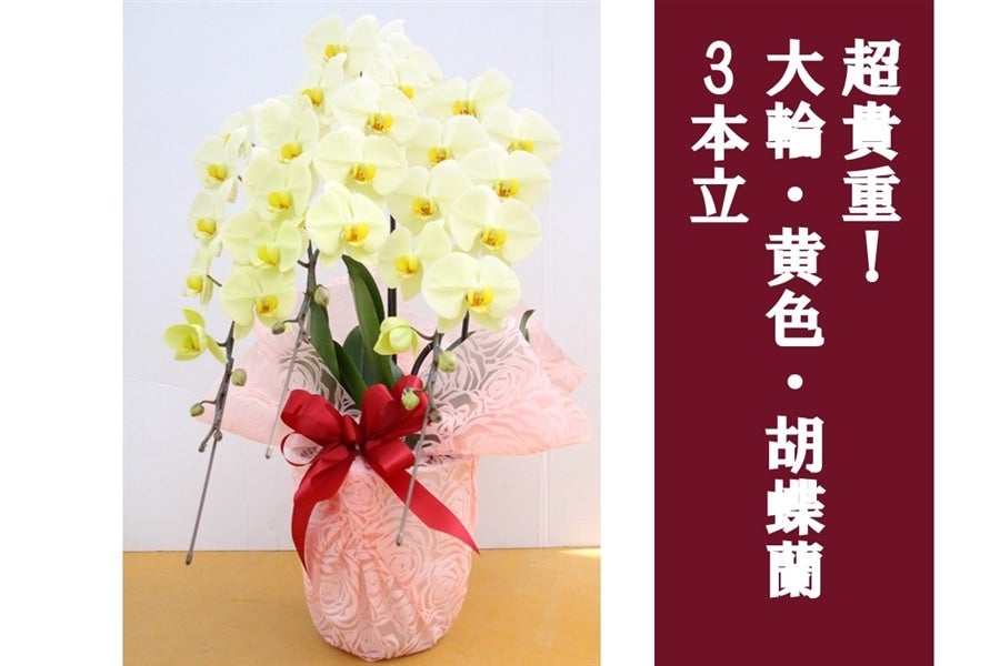 超貴重！大輪・黄色・胡蝶蘭_3本立: JA全農かながわ|【JAタウン
