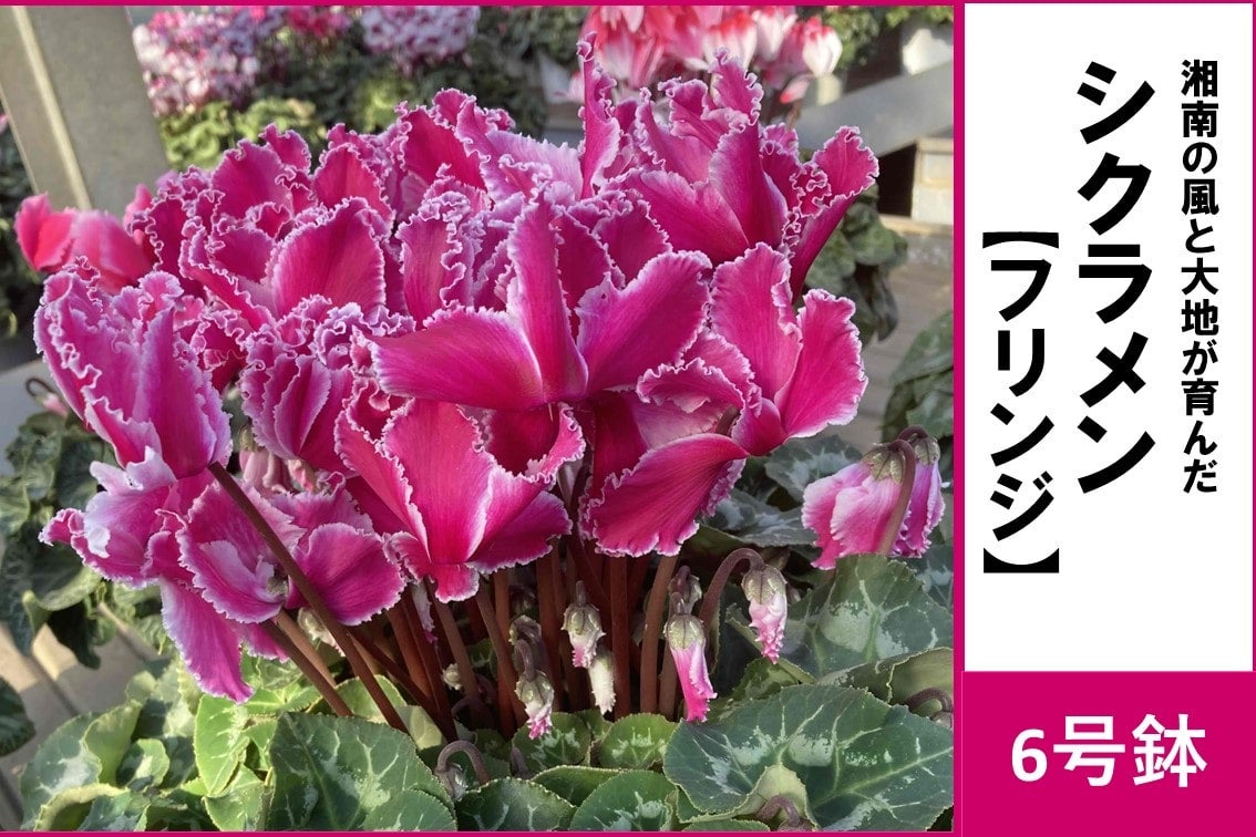 シクラメン 6号鉢【フリンジ】: JA全農かながわ|【JAタウン】産地