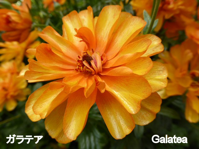 ラナンキュラス ラックスシリーズ【ガラテア】5号鉢（冷蔵処理）: JA