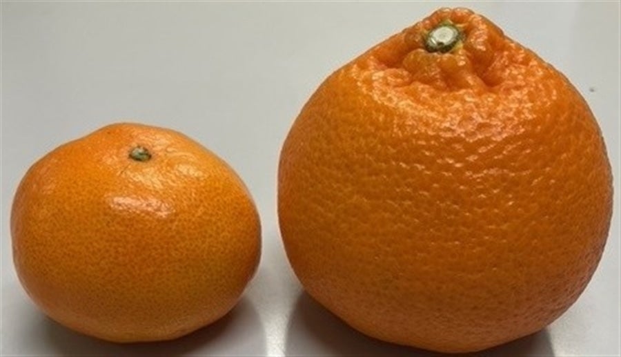 たまみ』（ご家庭用） 約2kg（良以上2S～3Lサイズ混合）愛媛県