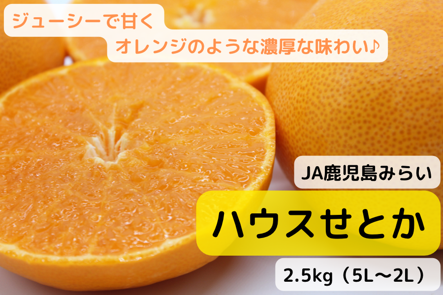JA鹿児島みらい ハウスせとか 2.5kg: JA鹿児島県経済連 鹿児島の味