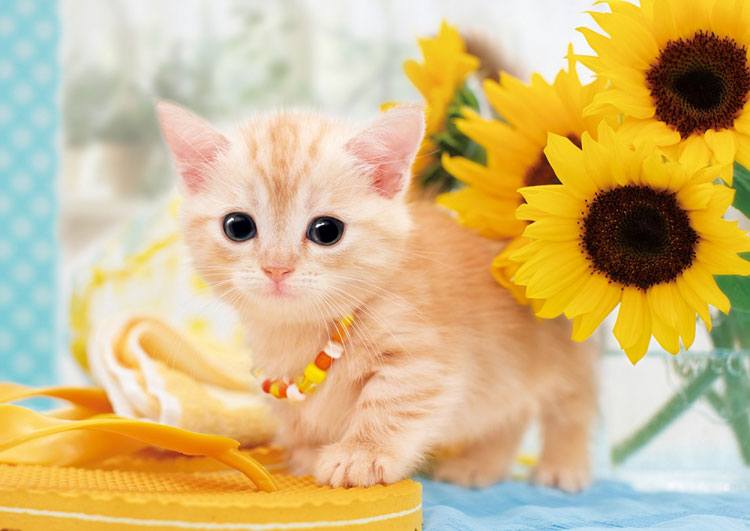EPO-01-057 ペット・動物 ねこのなつやすみ 108ピース ［CP-CA