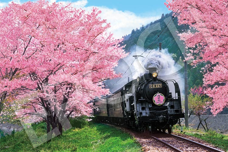 EPO-09-020s 風景 桜と大井川鐵道-静岡 1000ピース ［CP-SK］ エポック