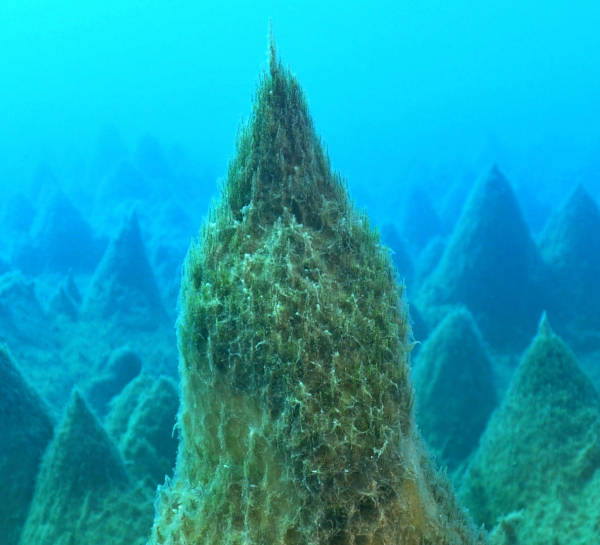第51次南極観測隊が湖底で発見した藻類やコケ類などの…：珍しい植物