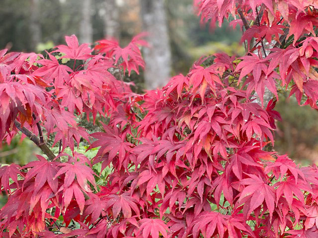 第46回 秋の色（Fall Colors）の話 - junglecity.com