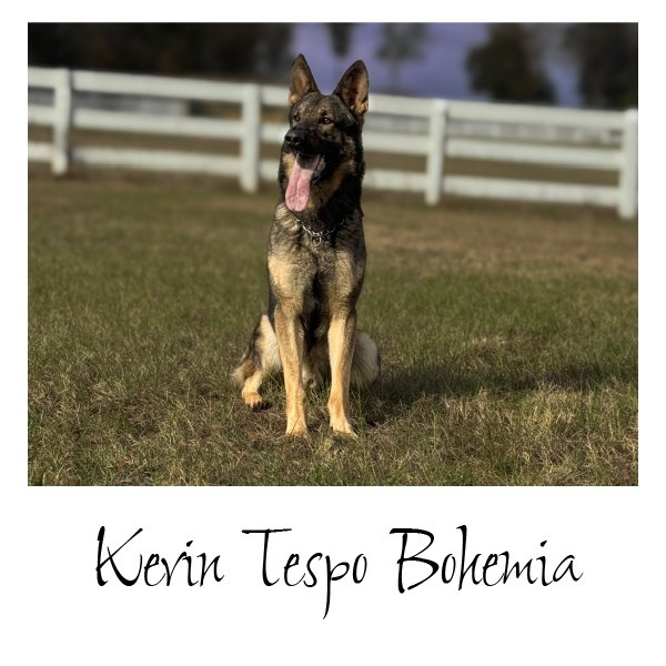 German shepherds sold | Best German Shepherds Experts - K-9