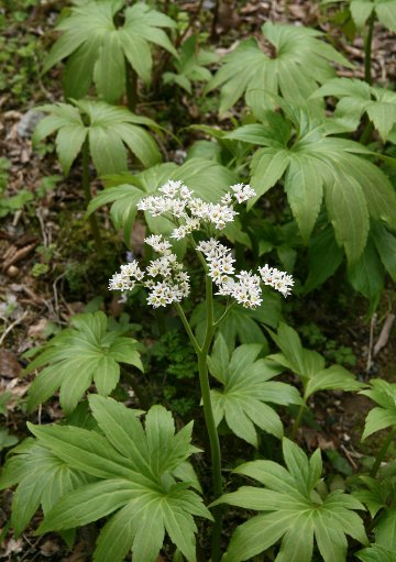 四季の山野草（イワヤツデ）