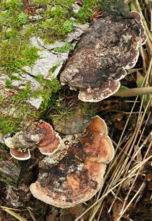 四季の山野草（サルノコシカケ）