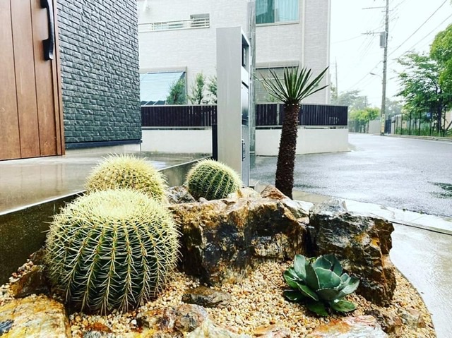 エキノカクタス グルソニー（金鯱）｜Echinocactus grusonii | DESERT INC.