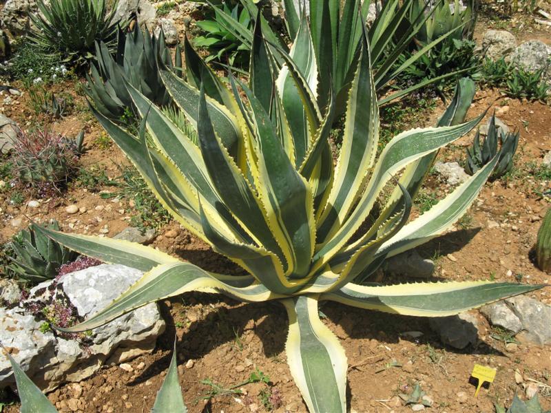 アガベ・アメリカーナ 'マルギナータ'｜Agave americana 'marginata