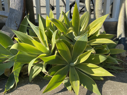 アガベ・アテナータ 'バリエガータ'｜Agave attenuata 'Variegata