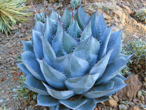 アガベ・パラサナ｜Agave parrasana | DESERT INC.
