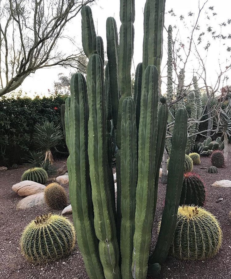 多聞柱 トリコケレウス・パチャノイ｜Thrichocereus pachanoi | DESERT