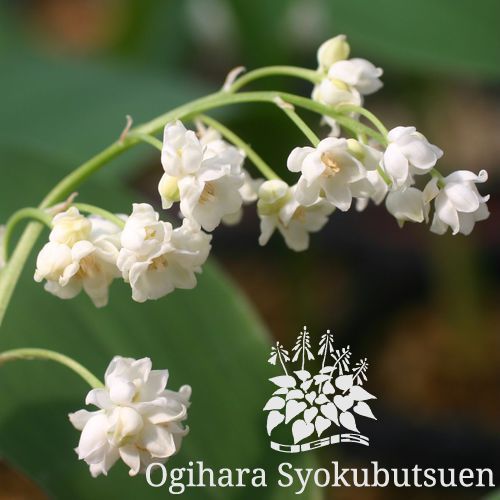 八重咲きスズラン｜おぎはら植物園