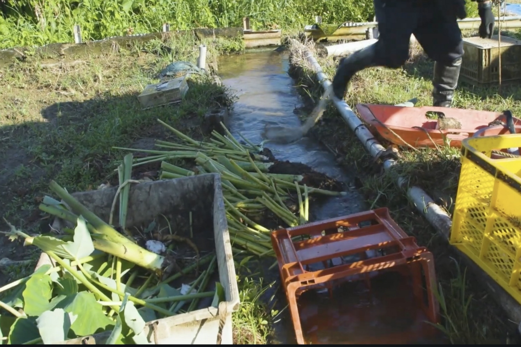 沖縄の湧き水とターンムの里 「大山ターブックヮ」 | よみもの | 沖縄